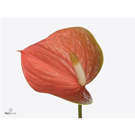 Anthurium Aqua Peachy Love c114