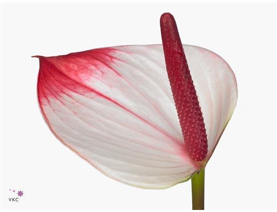 Anthurium Aqua Pr A Elegance c115