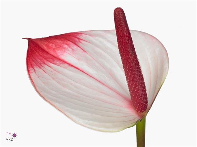 Anthurium Aqua Pr A Elegance c115