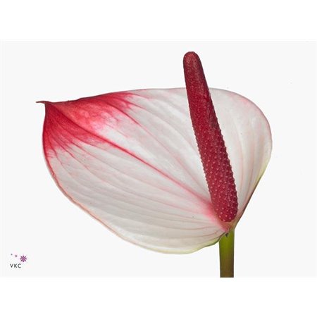 Anthurium Aqua Pr A Elegance c115