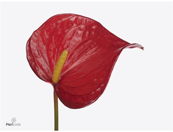 Anthurium Aqua Red Bull c116