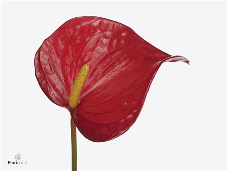 Anthurium Aqua Red Bull c116