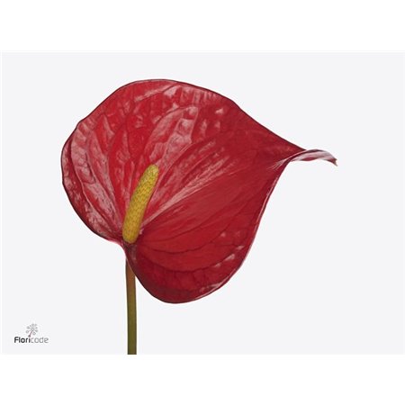 Anthurium Aqua Red Bull c116
