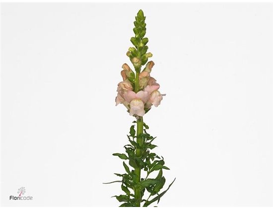 Antirrhinum Avignon Pink c117