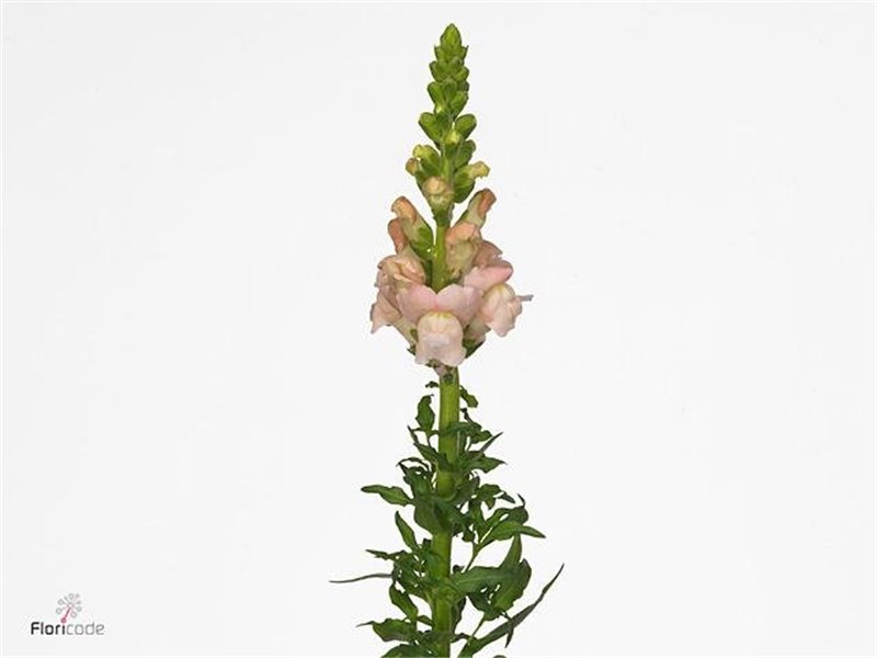 Antirrhinum Avignon Pink c117
