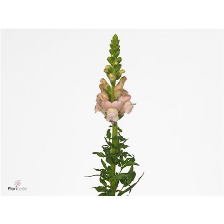 Antirrhinum Avignon Pink c117