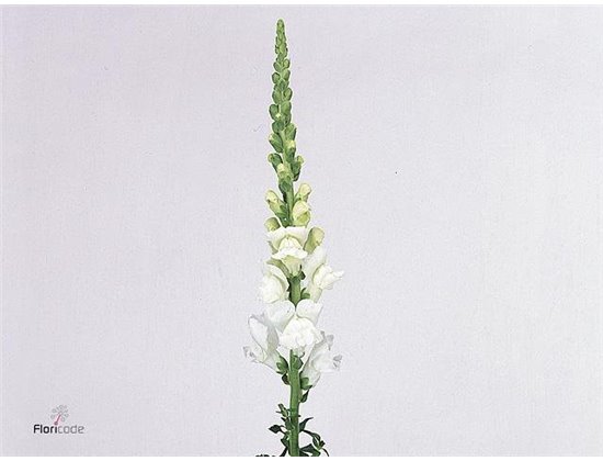 Antirrhinum Cool White c118