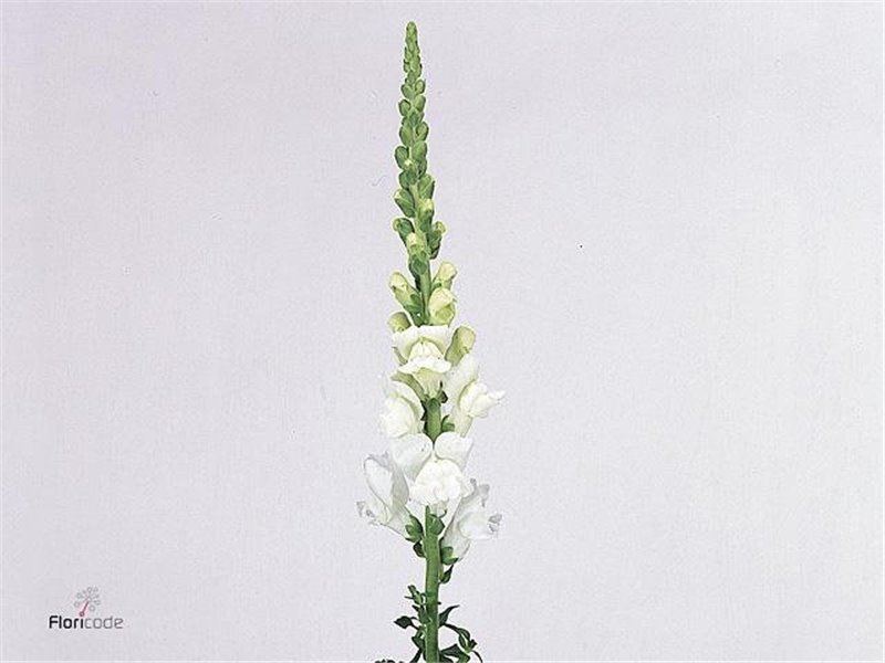 Antirrhinum Cool White c118