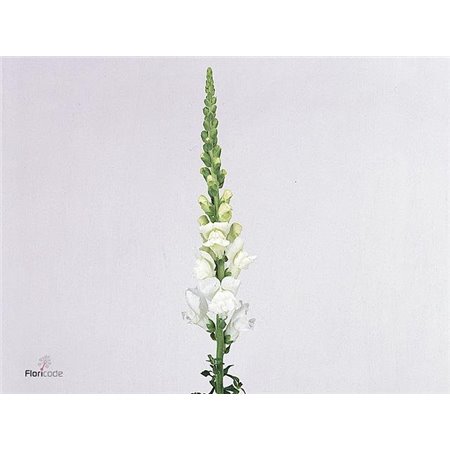 Antirrhinum Cool White c118