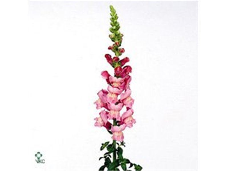 Antirrhinum Maryland Laven c119