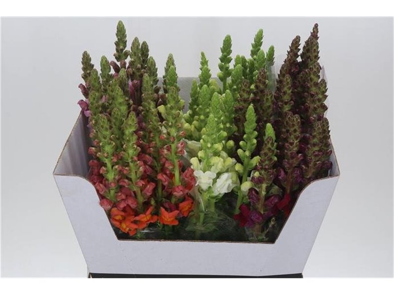 Antirrhinum Mixed c120