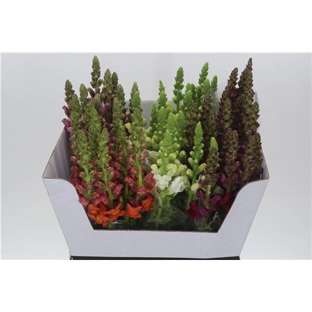 Antirrhinum Mixed c120