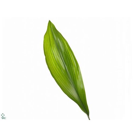 Aspidistra Variagated c160