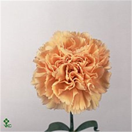 Nagelj Short Peachy Mambo c346