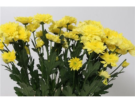 Marjetka T Pastela Sunny c384