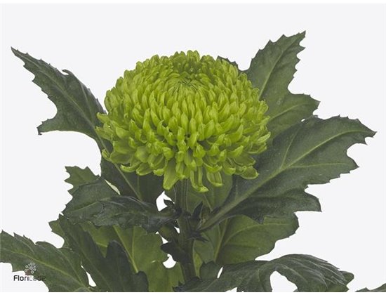 Marjetka deco Alemani c385