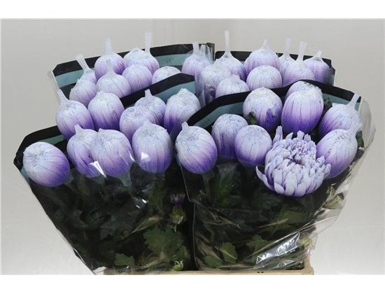 Marjetka deco Antonov Dyed Pastel Milka c401