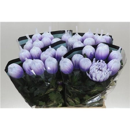 Marjetka deco Antonov Dyed Pastel Milka c401