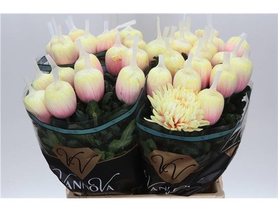 Marjetka deco Antonov Dyed Soft Peach c406