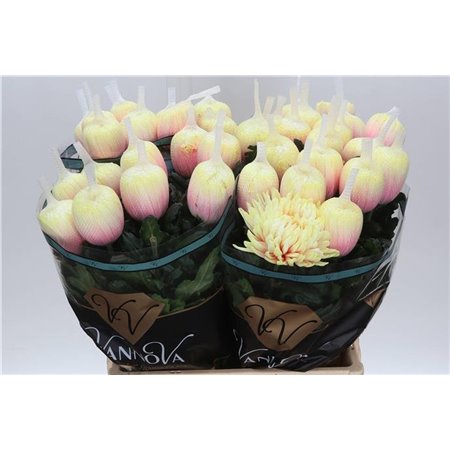 Marjetka deco Antonov Dyed Soft Peach c406