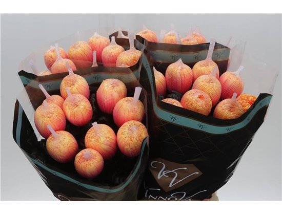 Marjetka deco Antonov Dyed Soft Peach c407