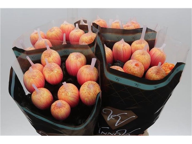 Marjetka deco Antonov Dyed Soft Peach c407