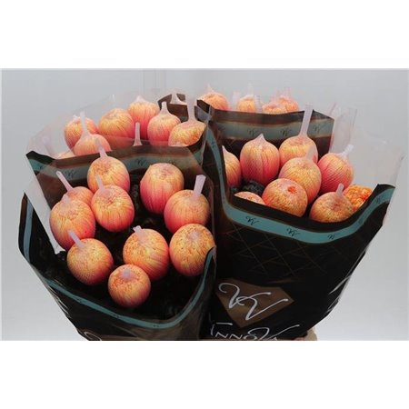 Marjetka deco Antonov Dyed Soft Peach c407