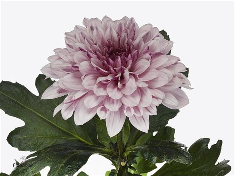 Marjetka deco Pip Pretty c428