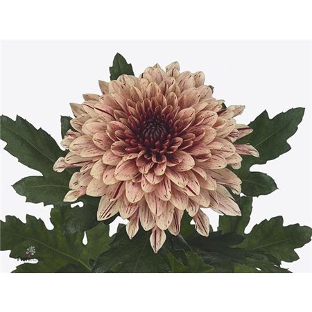 Marjetka deco Pip Pretty c429