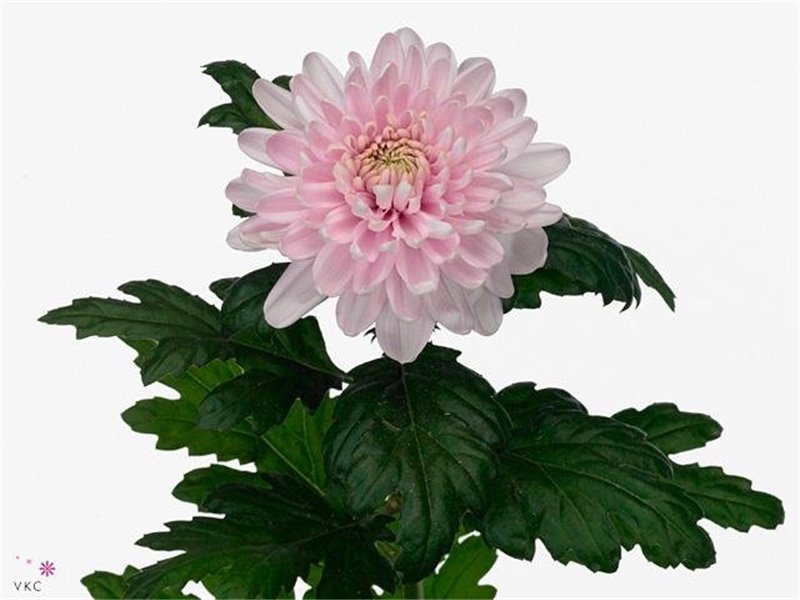 Marjetka deco Rossano c433