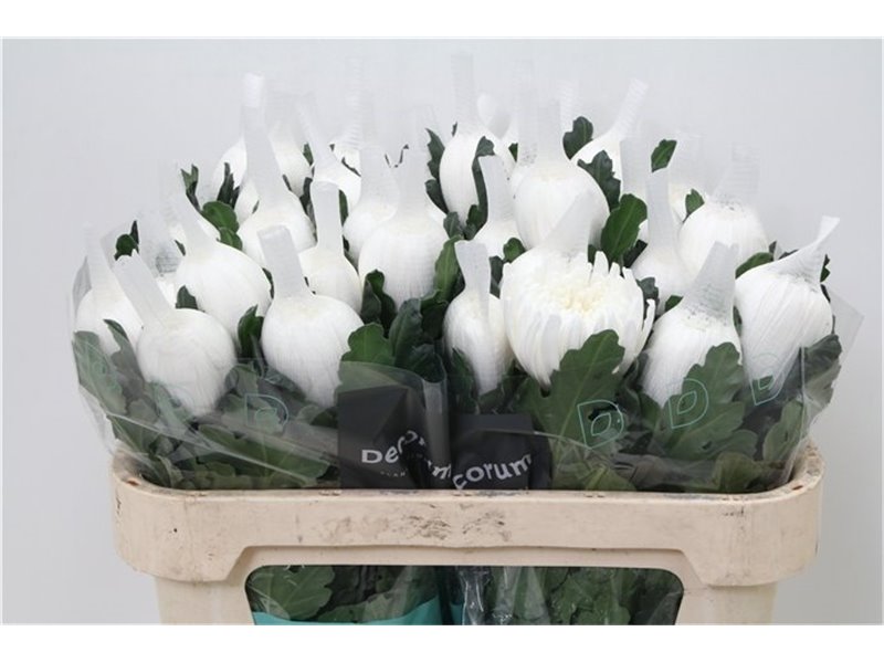 Marjetka deco Stravina c434