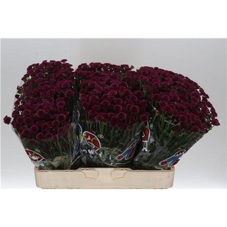 Marjetka santini Mad Purple Tyolo c451