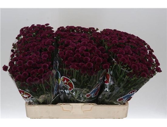 Marjetka santini Mad Purple Tyolo c454