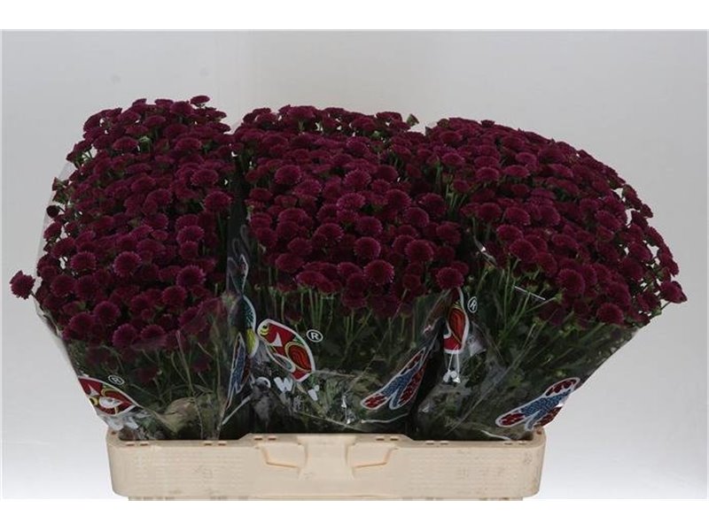 Marjetka santini Mad Purple Tyolo c454
