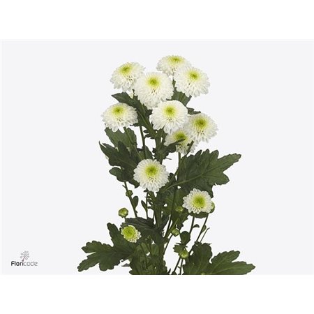 Marjetka santini Maverick White c455