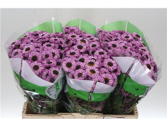 Marjetka santini Patrese Pink c465