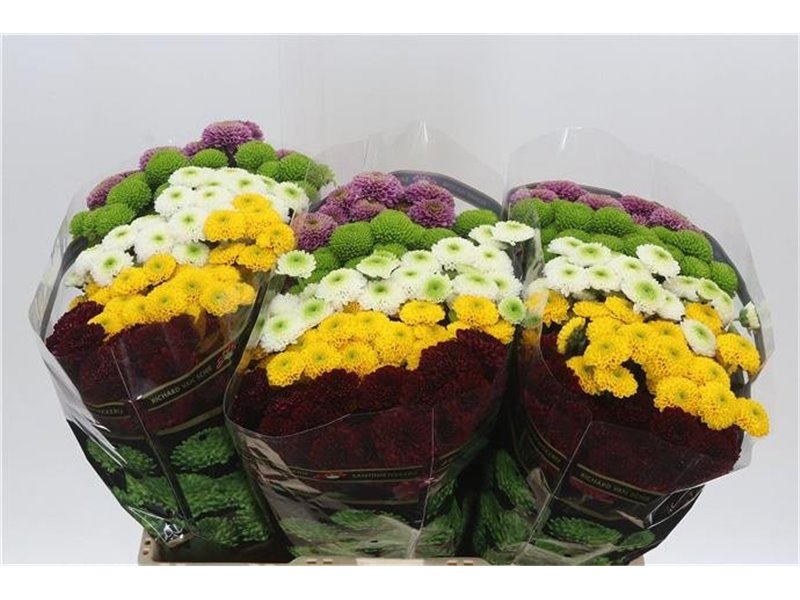 Marjetka santini Pompon Mixed in Bunch c469