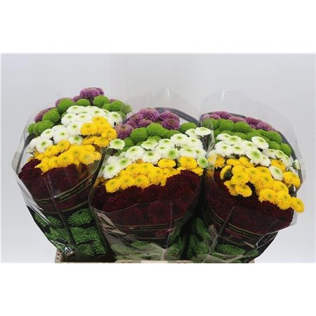 Marjetka santini Pompon Mixed in Bunch c469