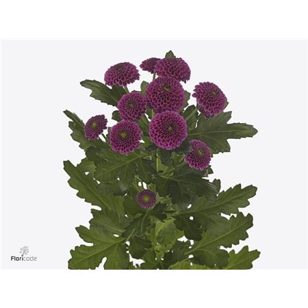 Marjetka santini Pompon Mixed in Bunch c470