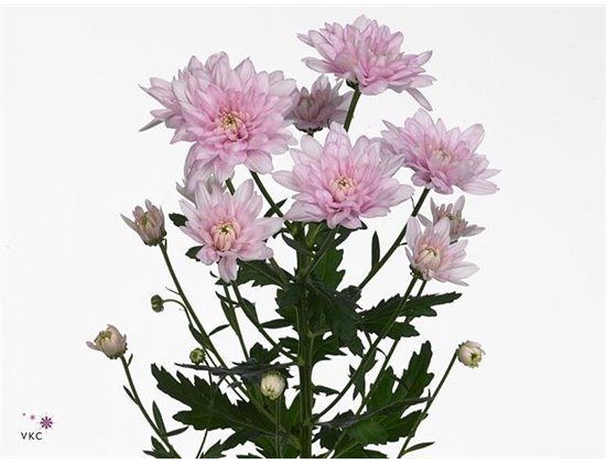Marjetka T Baltica Pink c484