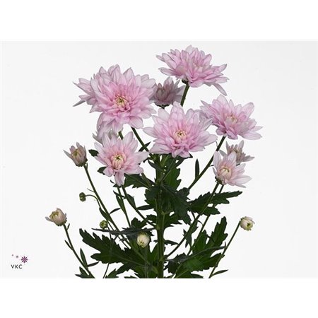 Marjetka T Baltica Pink c484