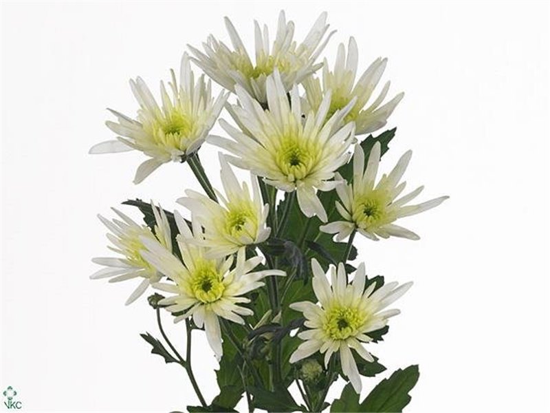 Marjetka T Delian White c491