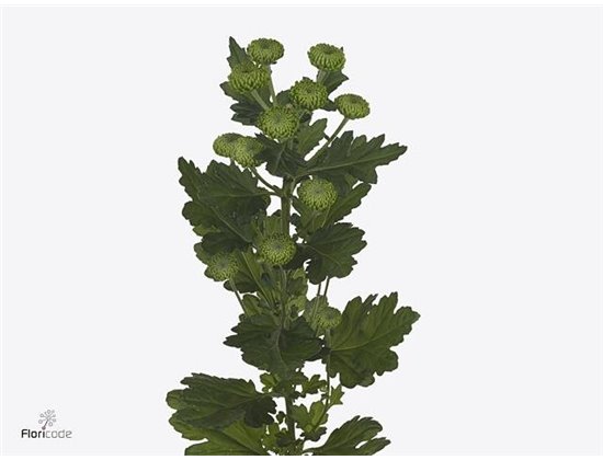 Marjetka T Deligreen c493
