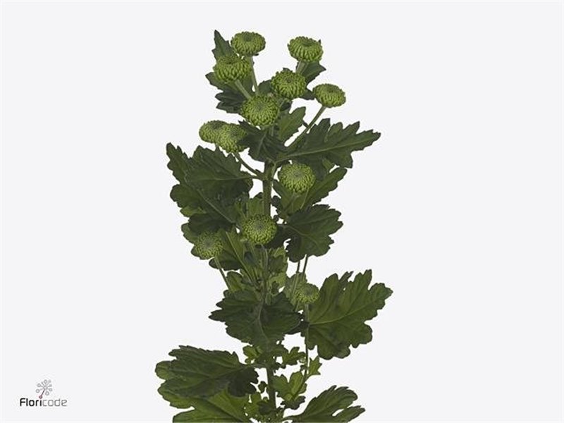 Marjetka T Deligreen c493