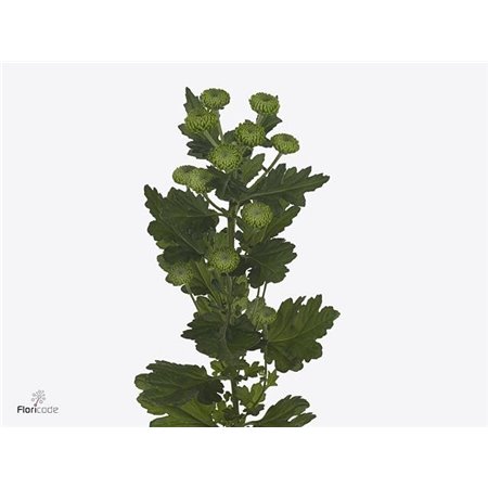 Marjetka T Deligreen c494