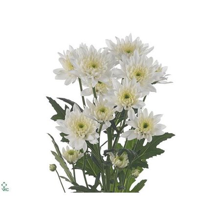 Marjetka T Deligreen c495