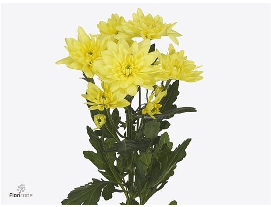 Marjetka T Pina Colada Yellow c503