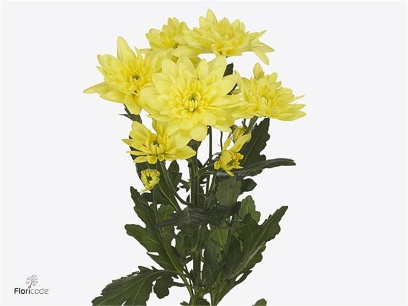 Marjetka T Pina Colada Yellow c503