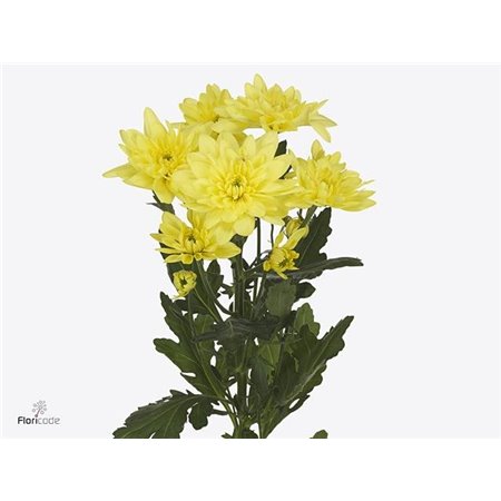Marjetka T Pina Colada Yellow c503