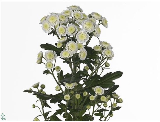Marjetka T Resq Cream c511